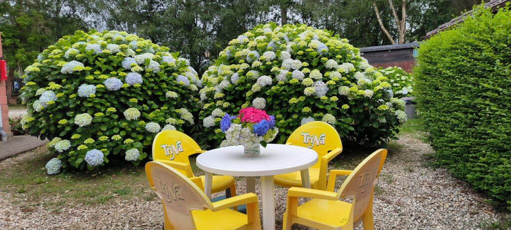 Terraza de la cafetería del camping playa de otur llena de hortensias floridas